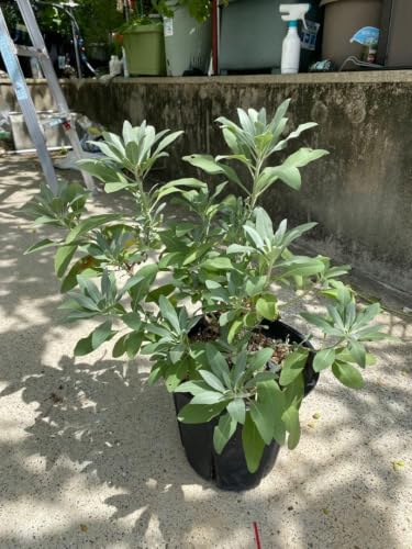 9号 観葉植物」の人気商品一覧 | 安い商品を通販サイトから探す - 価格.com